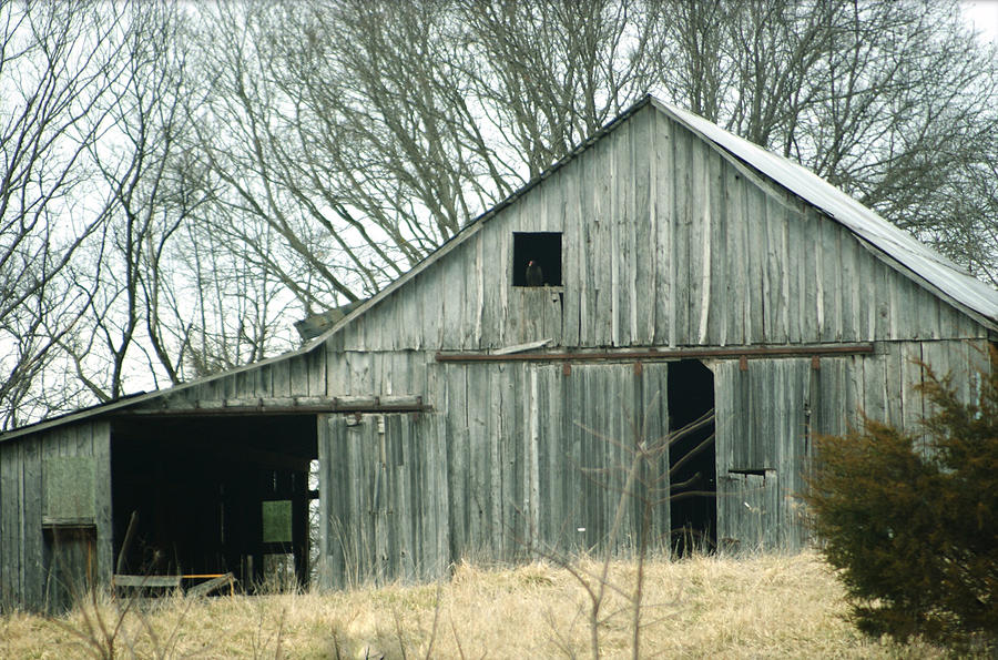 Barn Photograph - Weathered Barn in Winter by Cricket Hackmann