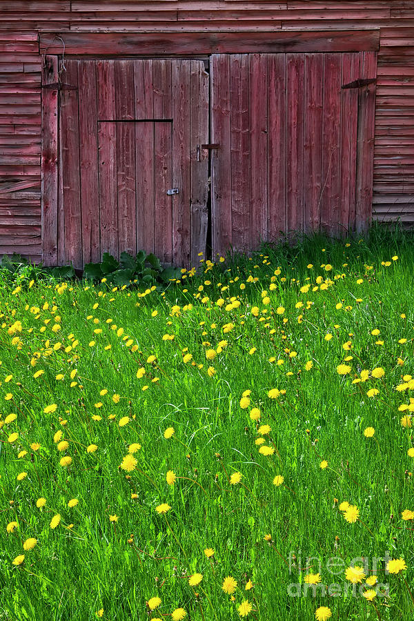 Weathered Barn Spring Photograph by Alan L Graham