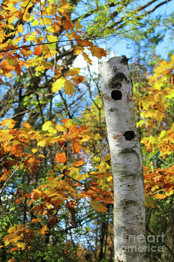 Weathered Birch Photograph by Jimmy Ostgard