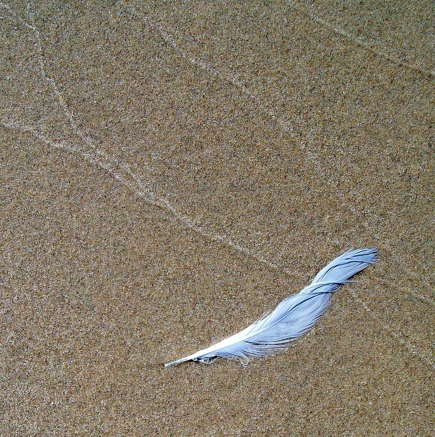 Weathered Feather  Photograph by Michelle Calkins