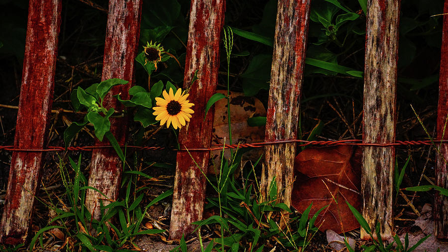Weathered Fence Daisy Delray Beach Florida Photograph by Lawrence S Richardson Jr