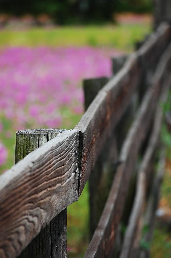 Weathered Fence Photograph by Robert Meanor