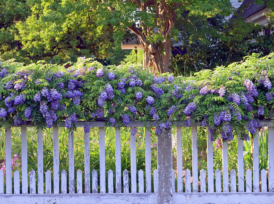 Weathered Fence with Flowers Photograph by Sally Weigand
