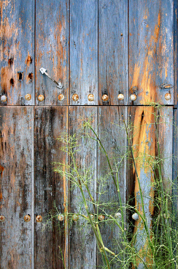 Weathered Photograph by Jez C Self