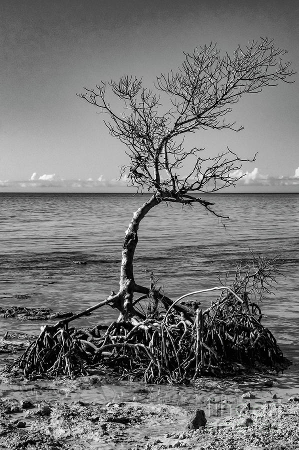 Weathered Mangrove Tree 2 Photograph by Bob Phillips