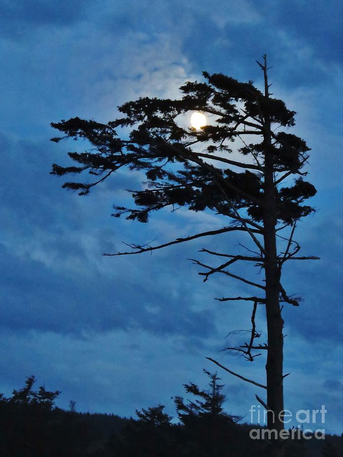 Weathered Moon Tree Photograph by Michele Penner