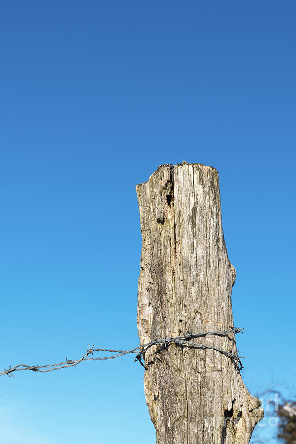 Weathered Old Post With Barbwire Photograph