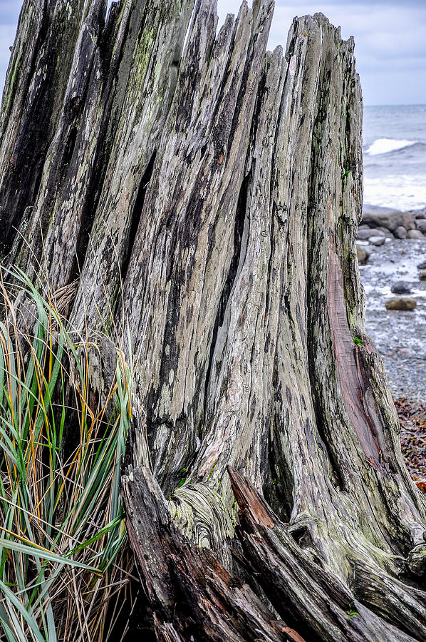 Weathered Stump III Photograph by Roxy Hurtubise