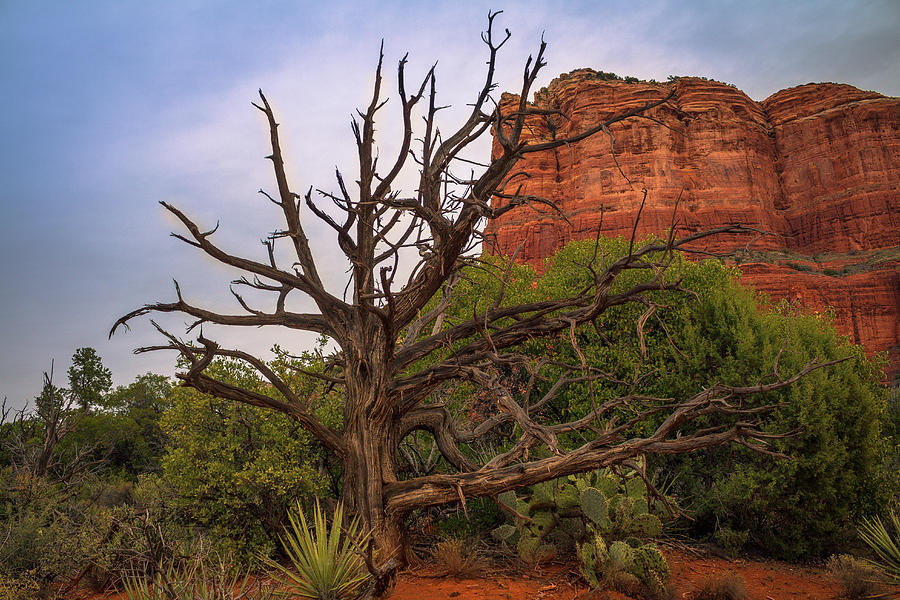 Weathered Tree at Courthouse Butte by David Lyle Weathered Tree at Courthouse Butte by David Lyle