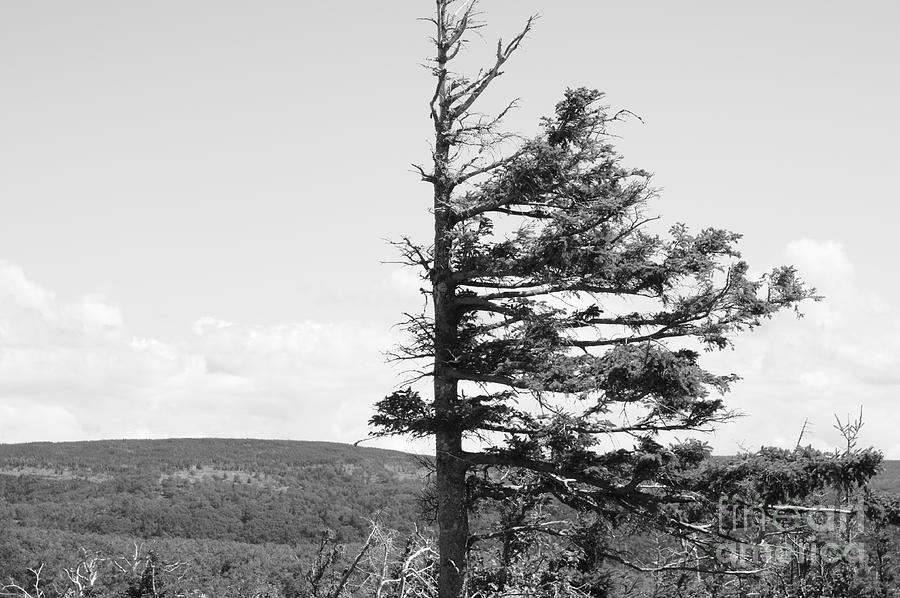 Weathered Tree Photograph