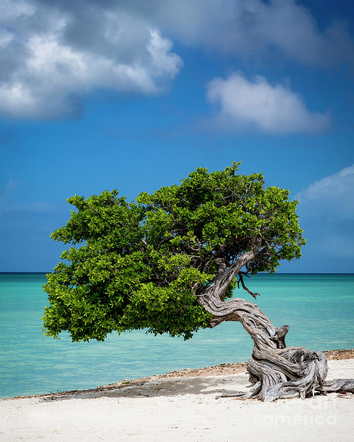 Weathered Tree on Aruba Beach Photograph by Brian Jannsen