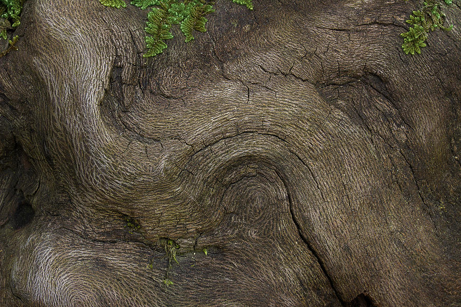 Weathered Tree Root Photograph by Mike Eingle