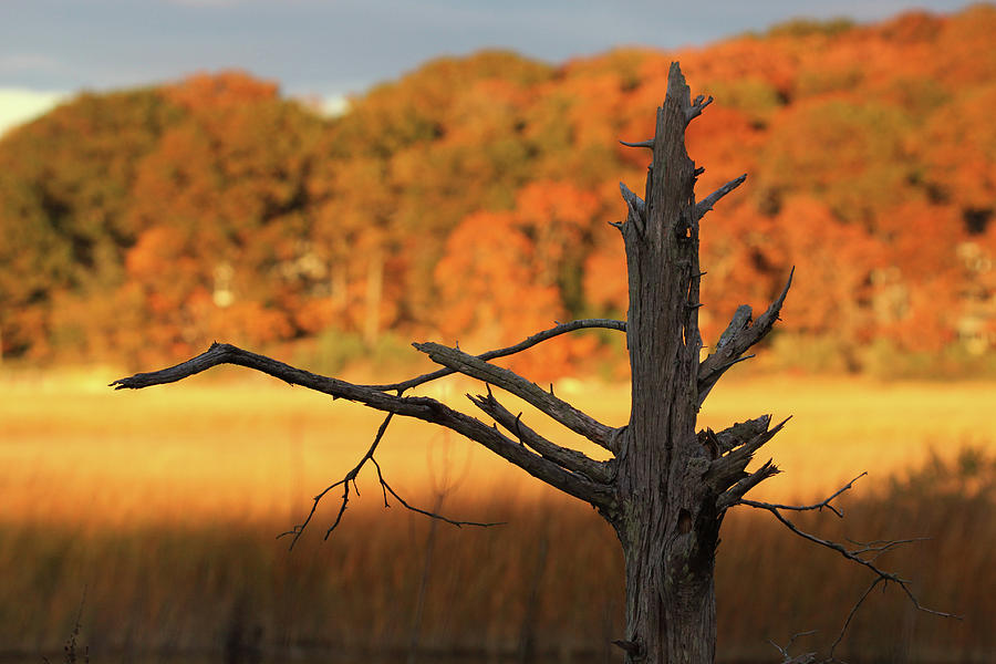 Weathered Tree Stony Brook New York Photograph by Bob Savage