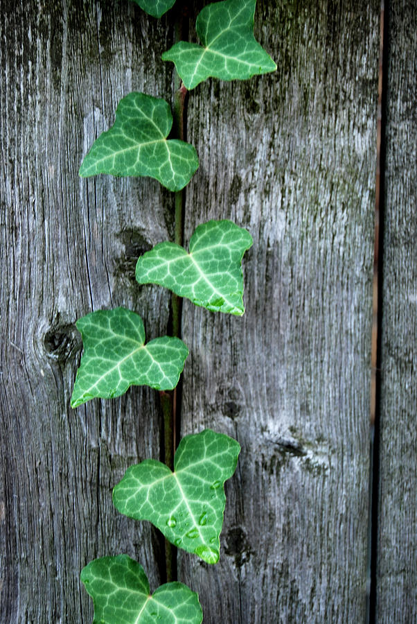 weathered wood and Ivy Photograph by Michael Peychich