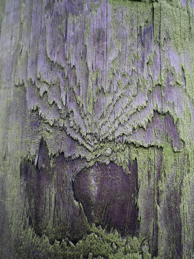 Weathered Wood And Lichen Abstract Photograph by Richard Brookes