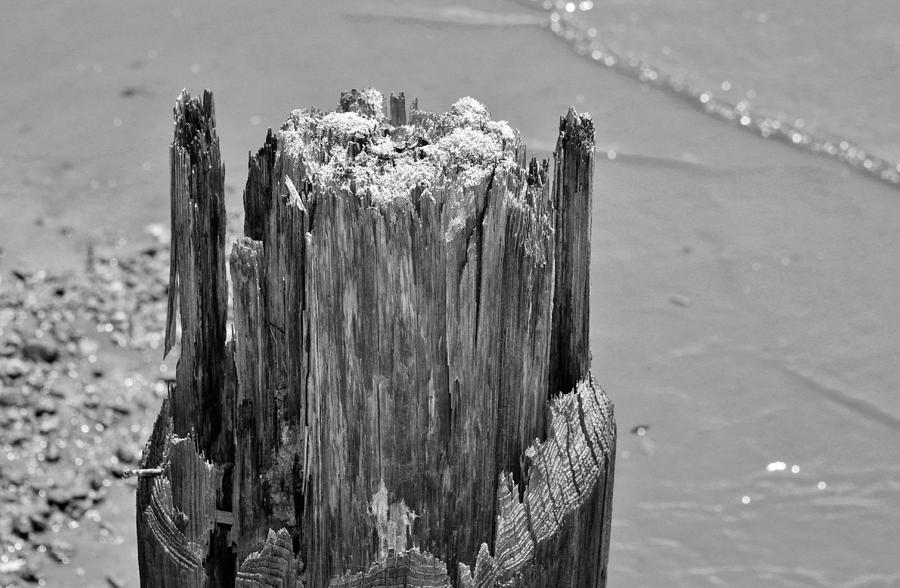 Weathered Wood Photograph by Cynthia Guinn