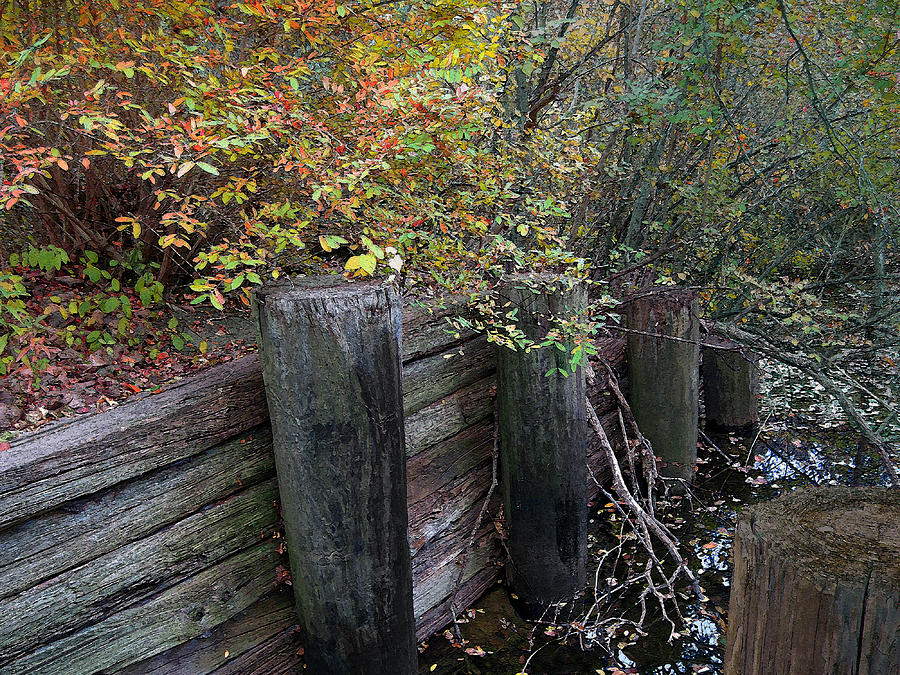 Weathered Wood In Autumn Photograph by Cedric Hampton