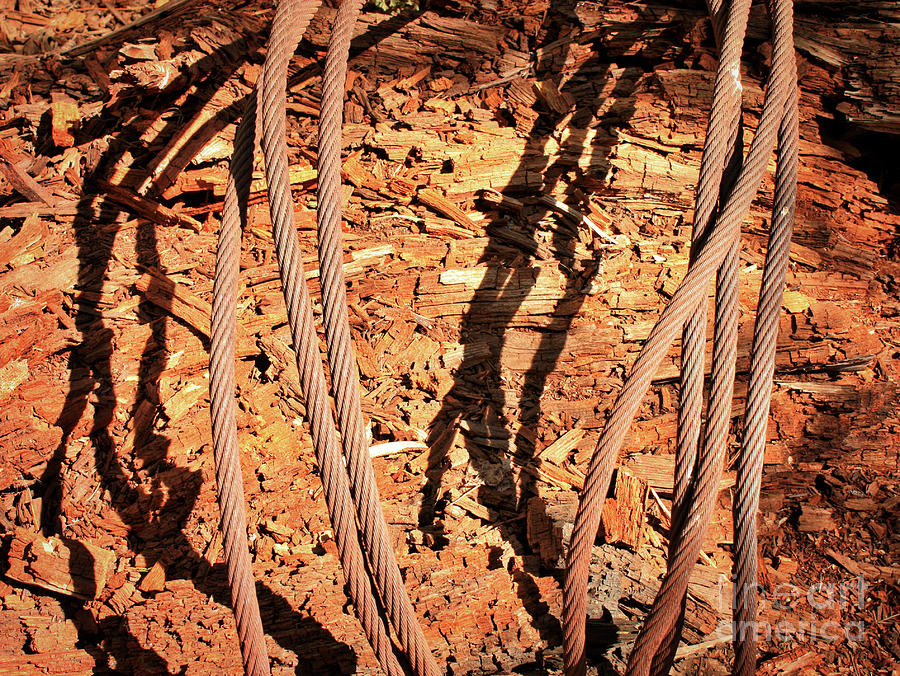 Weathered Wood in Metal Cables Photograph by Carol Groenen