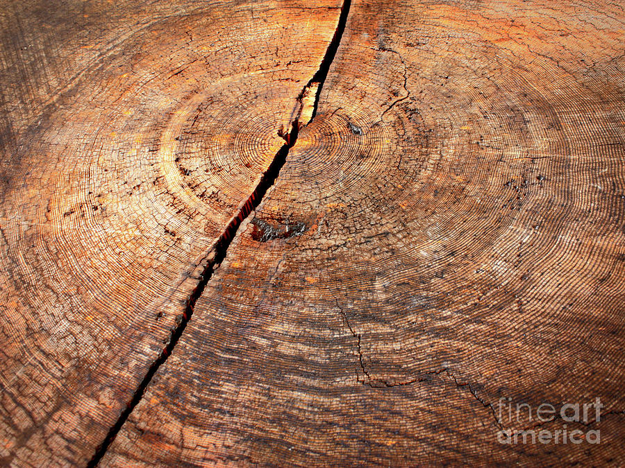 Weathered Wood on Old Tree Photograph by Carol Groenen