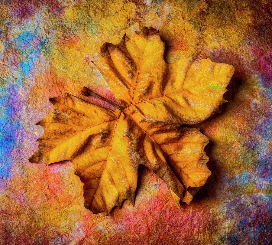 Weathered Worn Autumn Leaf Photograph by Garry Gay