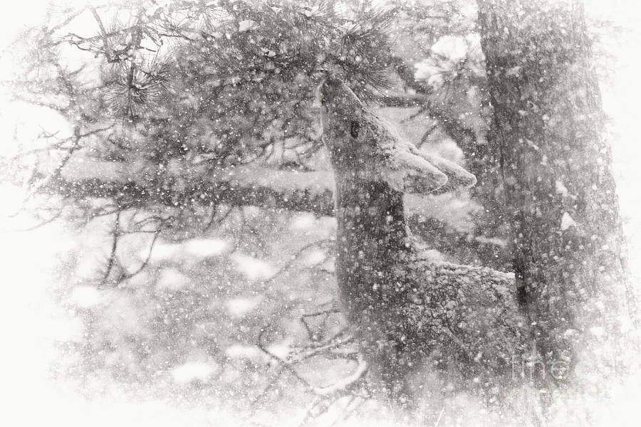 Weathering Winter Photograph by Jim Garrison