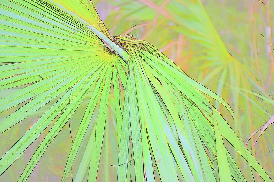 Weave Me A Palm Photograph by Florene Welebny