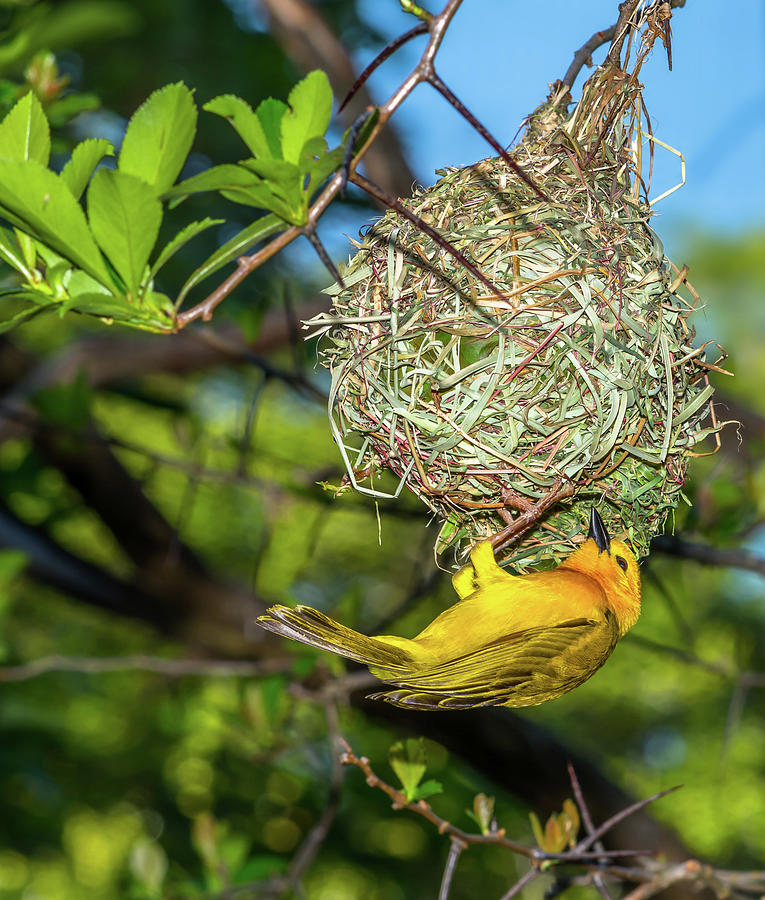 Weaver Nest | lupon.gov.ph