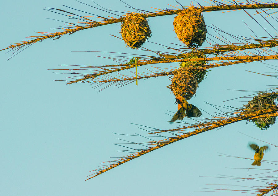 Weaver Birds Photograph by Patrick Kain
