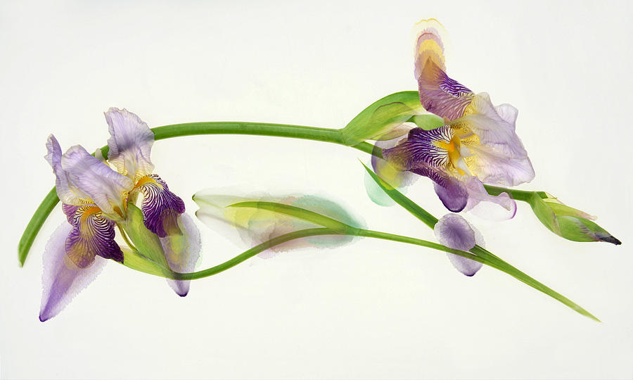 Weaving Irises Photograph by Leda Robertson
