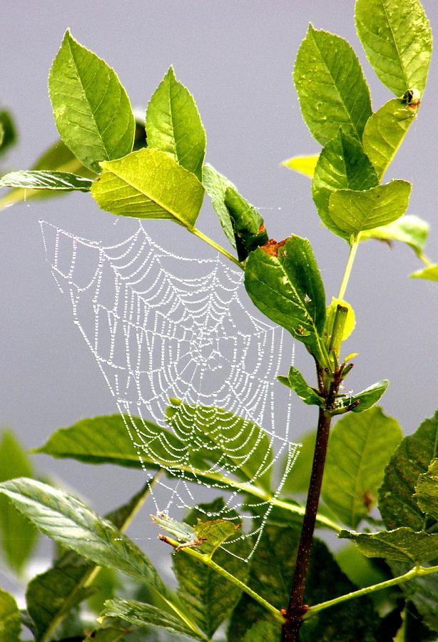 Web Above The Lake. Photograph