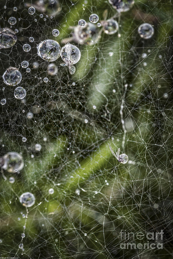Web Abstract 25 Photograph by Mitch Shindelbower
