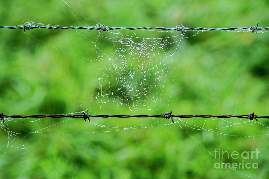 Web and Wire Photograph by David Arment
