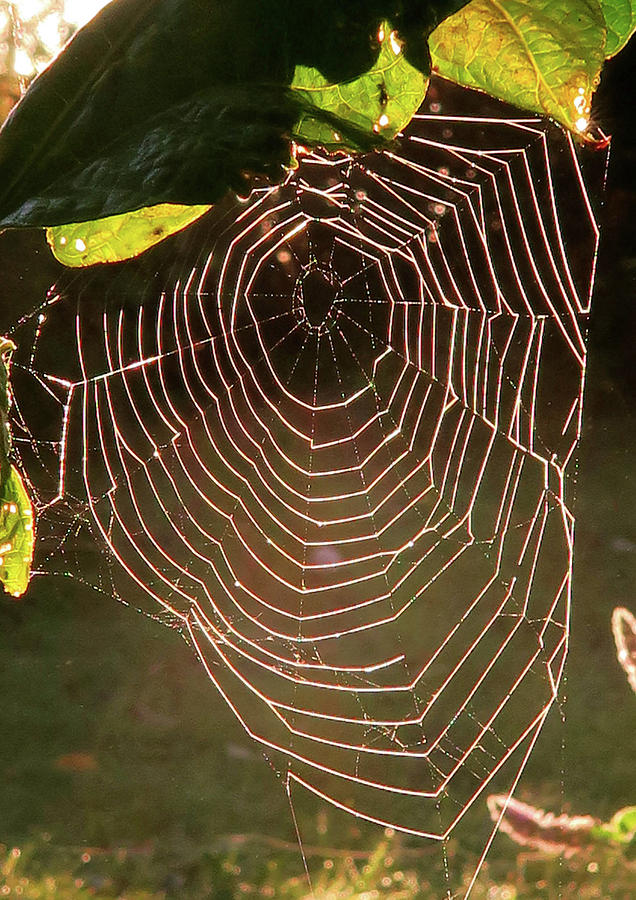 Web at Dawn Photograph by Zoe Oakley