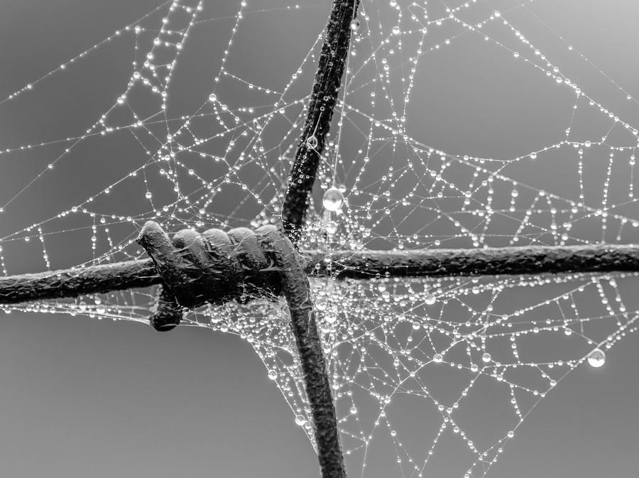 Web Fence by Don L Williams Web Fence by Don L Williams