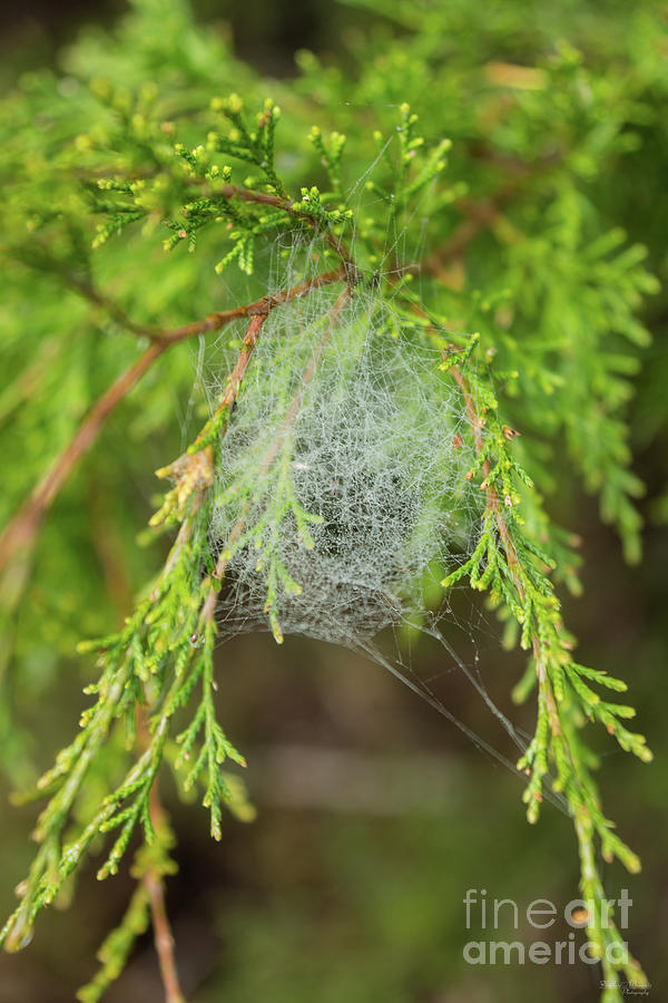 Web In Cedar Photograph by Jennifer White