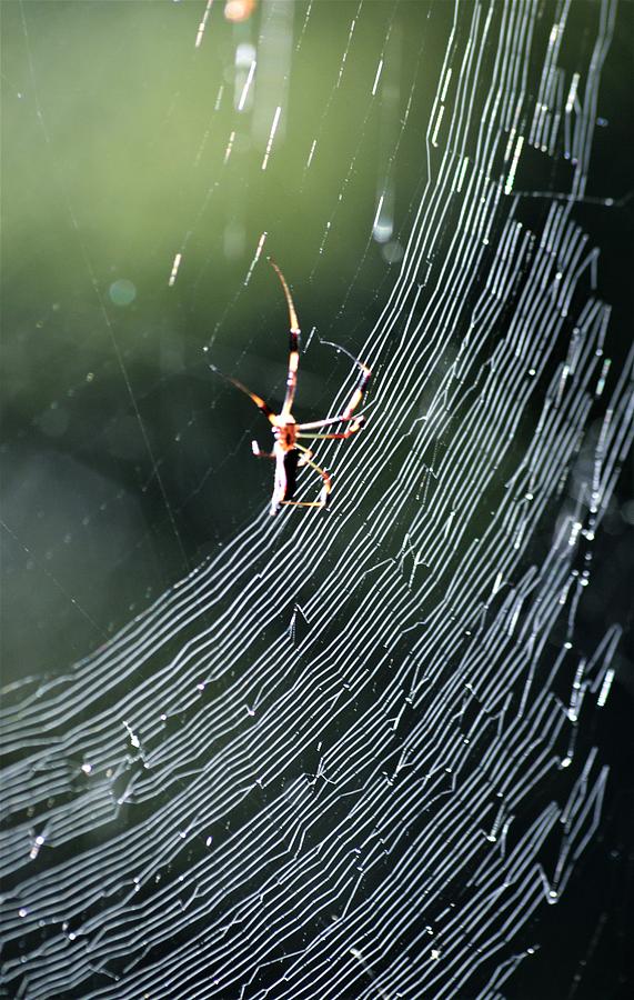 Web in Early Light Photograph by Warren Thompson
