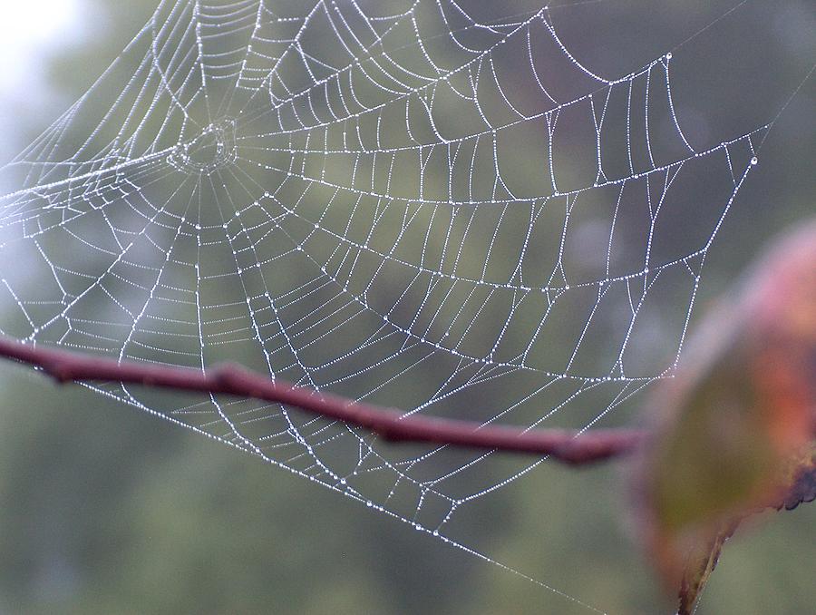 Nature Photograph - Web in Fog by Denise Hoff