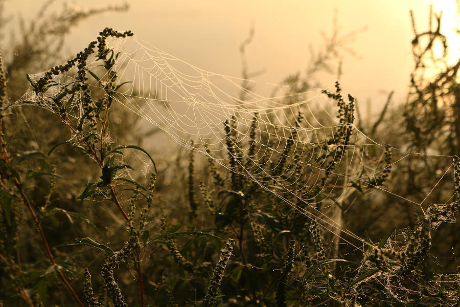 Web In The Light Photograph by Rose Benson