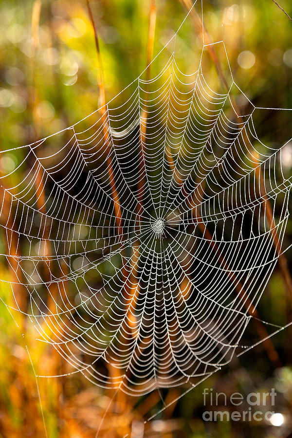 Web In The Marsh Photograph