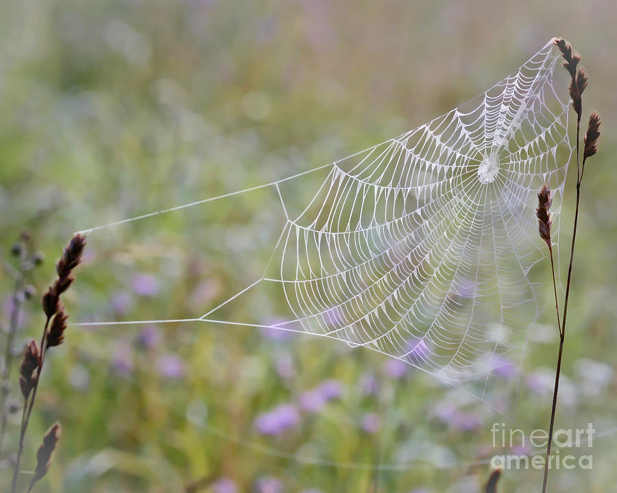 Web In The Wildflowers Photograph by Kerri Farley