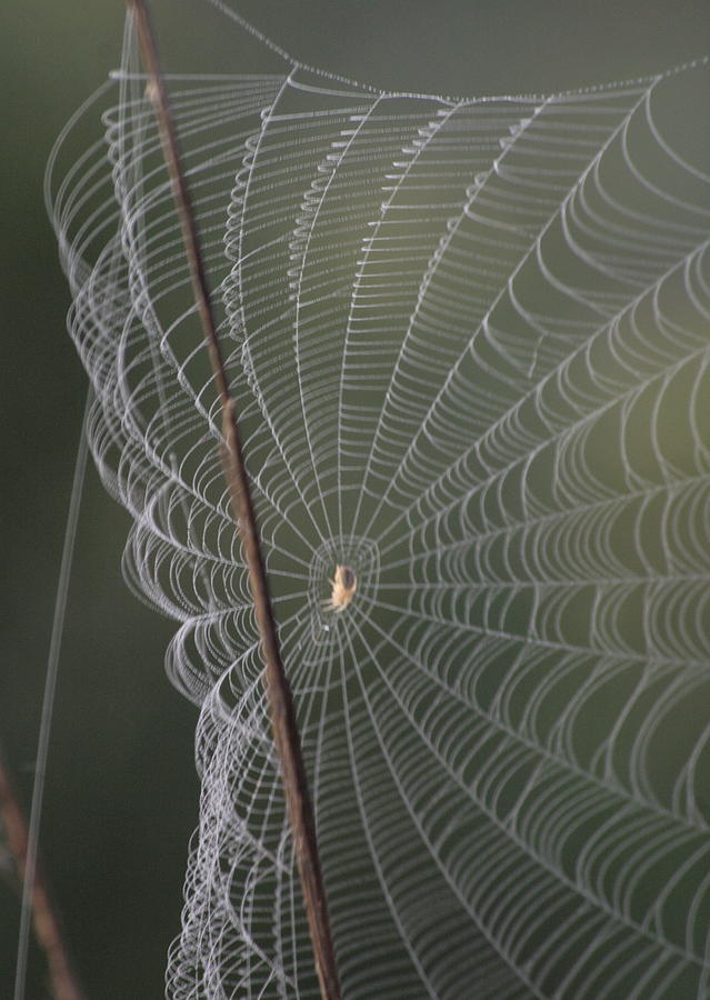 Web In The Wind Photograph by Christopher J Kirby