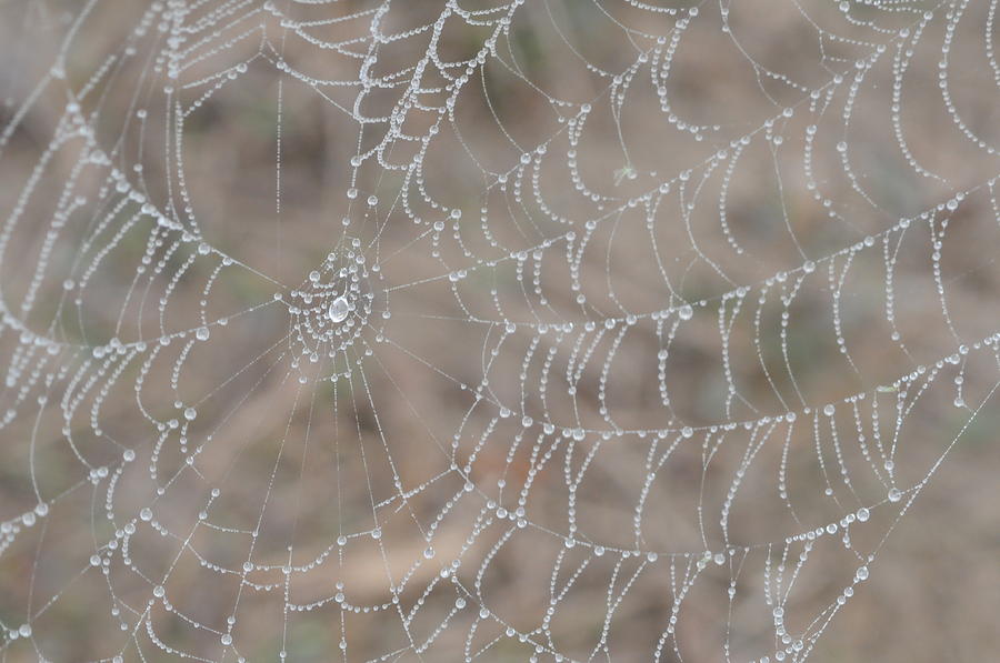 Spider Photograph - Web of Dew by Jennifer Englehardt