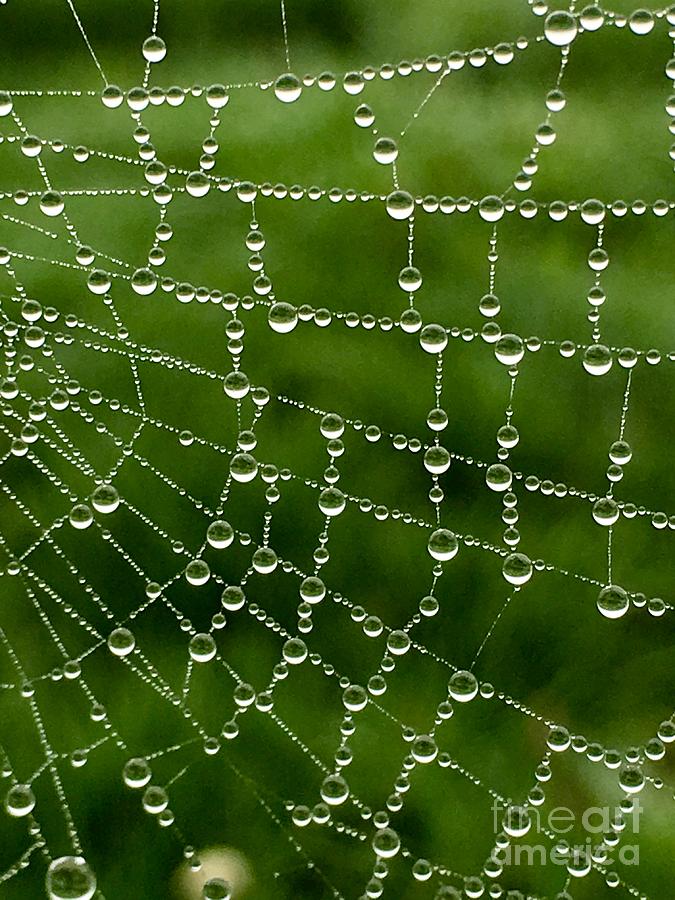 Web Of Green  Photograph by Susan Garren