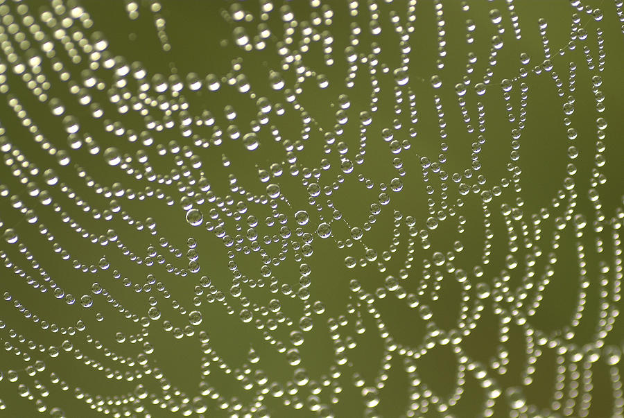Web of Jewels Photograph by Hazy Apple