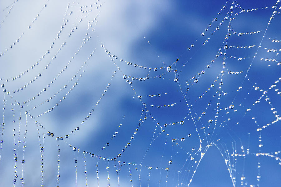 Web of Life Photograph by Angie Schutt