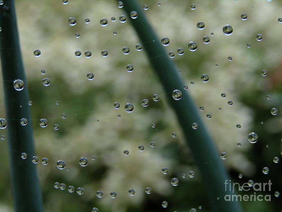 Web Of Rain 2 Photograph by Kim Tran
