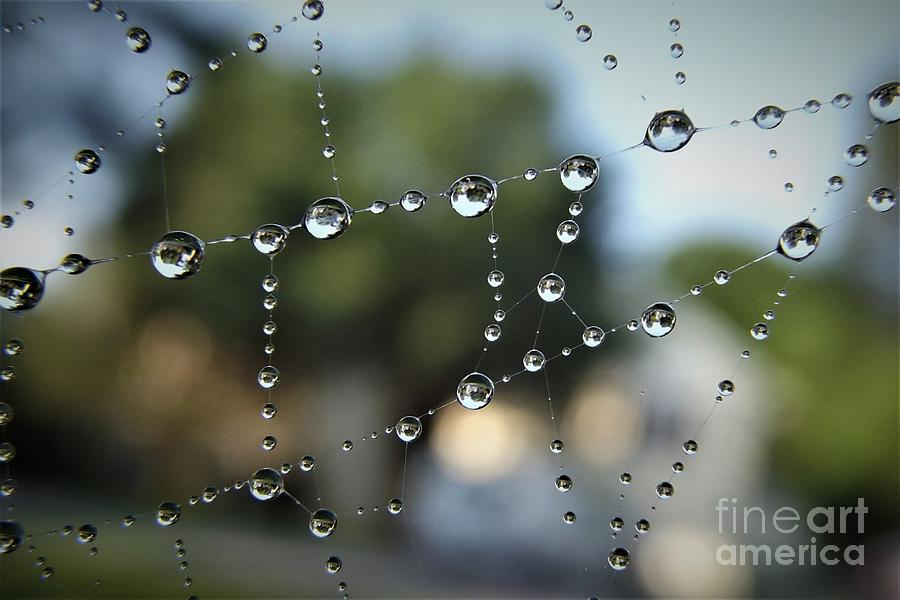 Web Of Rain Drops Photograph