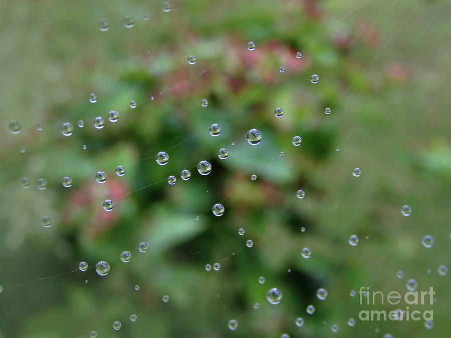 Web Of Rain Photograph by Kim Tran