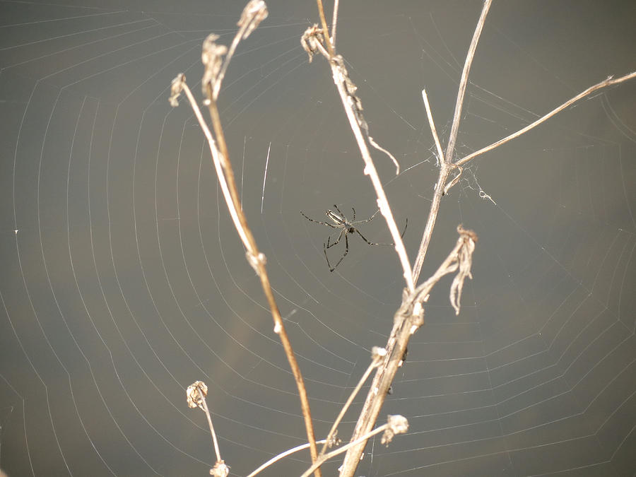 Web of Wonder Photograph by Azthet Photography