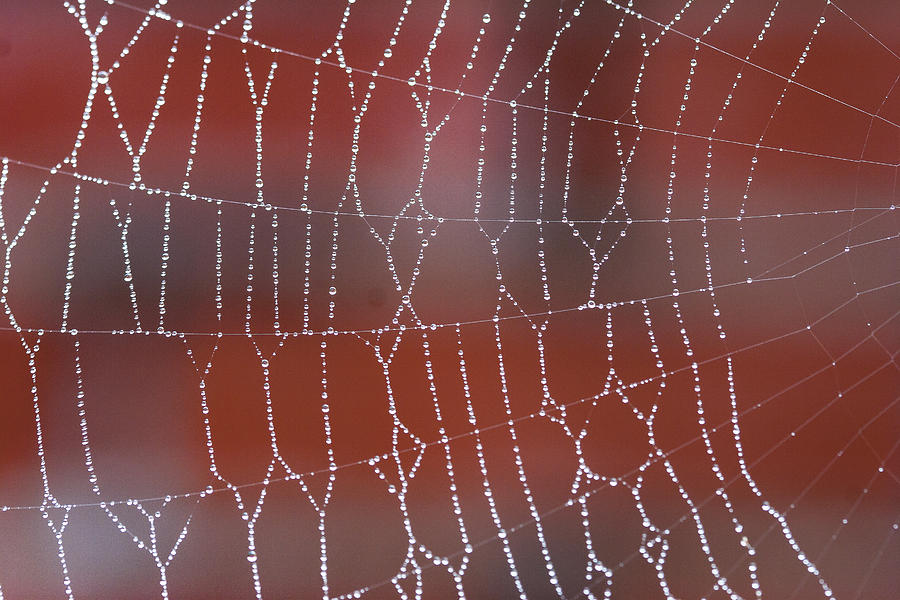 Web over Red Photograph by Jean Noren